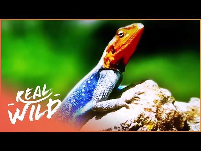 The Strange World Of Lizards (Wildlife Documentary) | Wild About | Real Wild