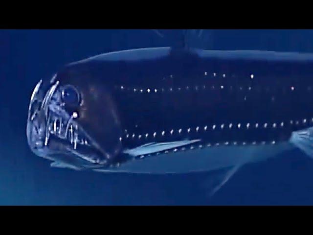 3 Freaky Deep Ocean Creatures Caught on Camera by ROVs