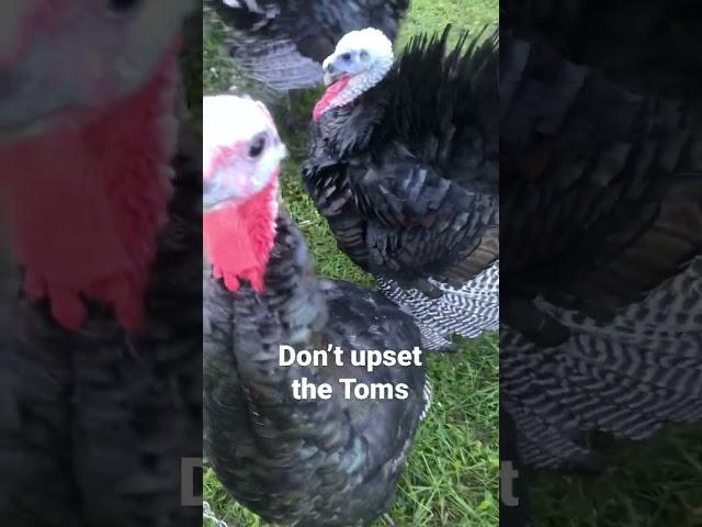 Hands off our chicks! Raising Turkeys