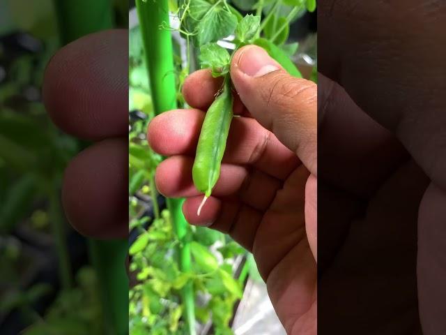 Yes it’s true, you can grow peas indoors