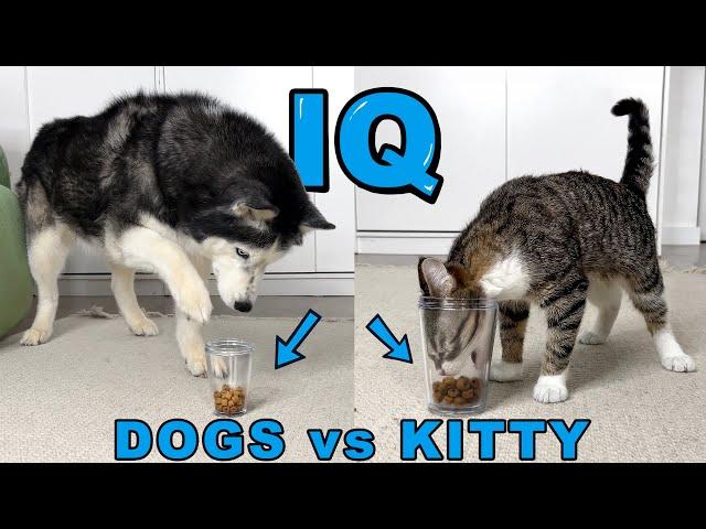 IQ test for a NEW Kitten! WHO'S SMARTER? Dog vs Cats