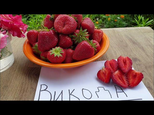 Самый поздний сорт клубники. Клубника Викода. Сорта Клубники! Защита Клубники!