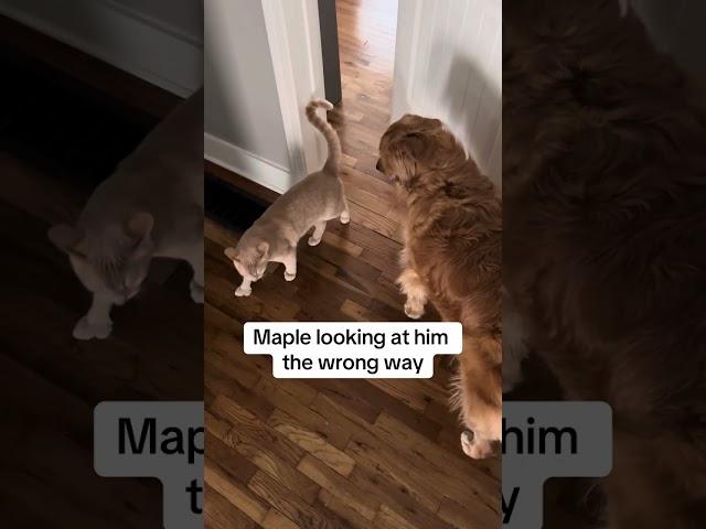 Waffles has some complaints to voice #cats #dogs #siblings