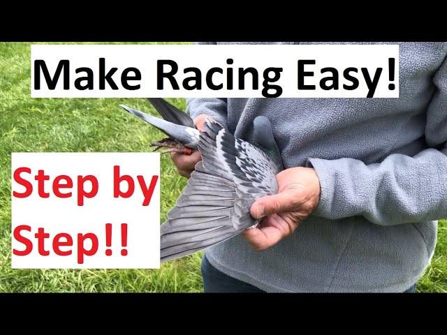 Make Pigeon Racing Easy!  Step By Step