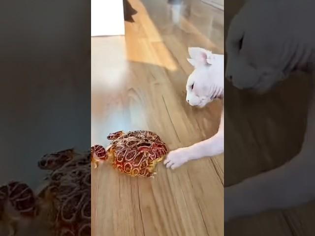 how I turn fails to art #funnyanimals #animalart #funnypets #petlover #cat #funny #gift #petfails