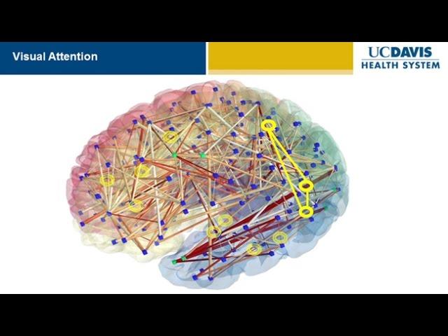 Brain Research: New Discoveries and Breakthroughs at UC Davis