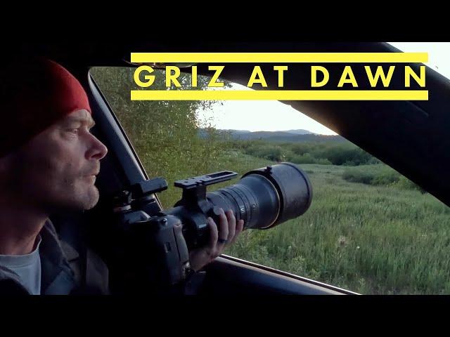 Grizzly Bear Early in The Morning and a Wild Scene Along The Snake River - Wildlife Photography Vlog