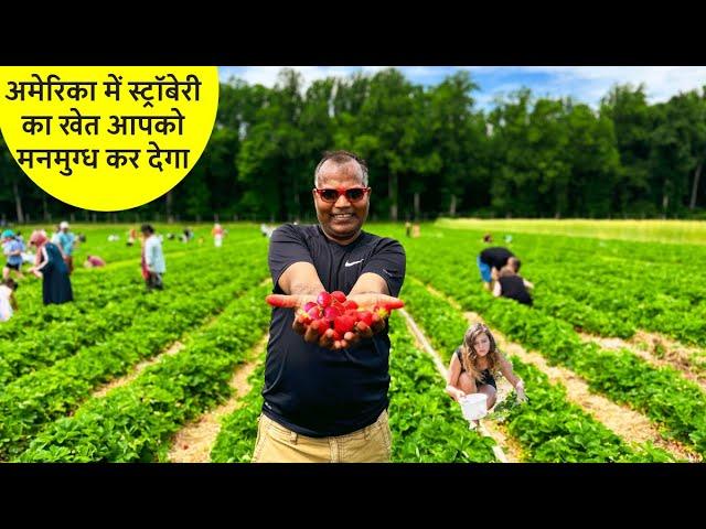 नहीं देखा होगा ऐसा सुन्दर अमेरिकन खेत STRAWBERRY FARMS in USA - AMERICA ka khet