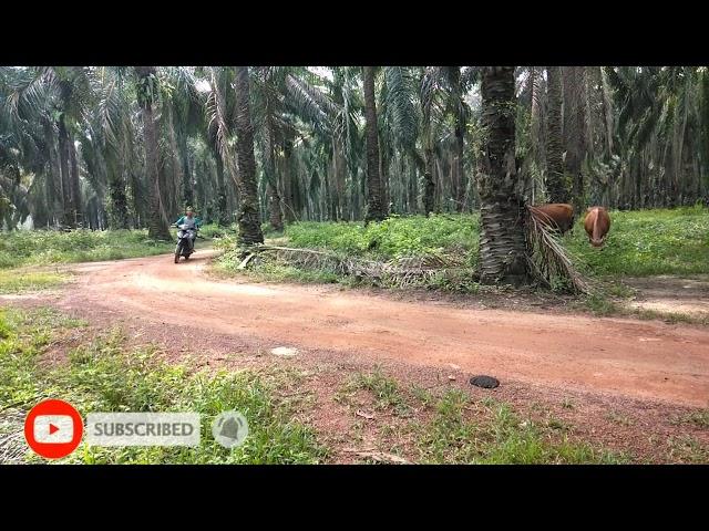 Cerita kampung #tukang#ngaret