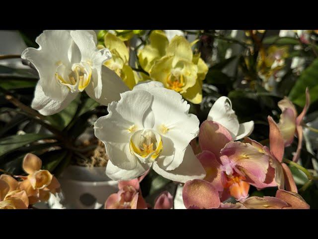 TRANSPLANTING for FAST ROOT GROWTH, Air moisture-intensive planting in a Double pot, 4 transplants