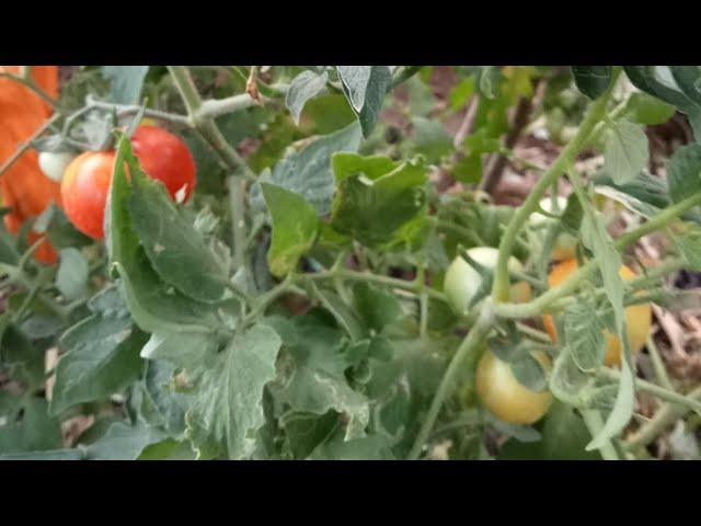 summer ️ gardening tips &care||easy all plant solution||Home maker asha Sharma mini morning vlog