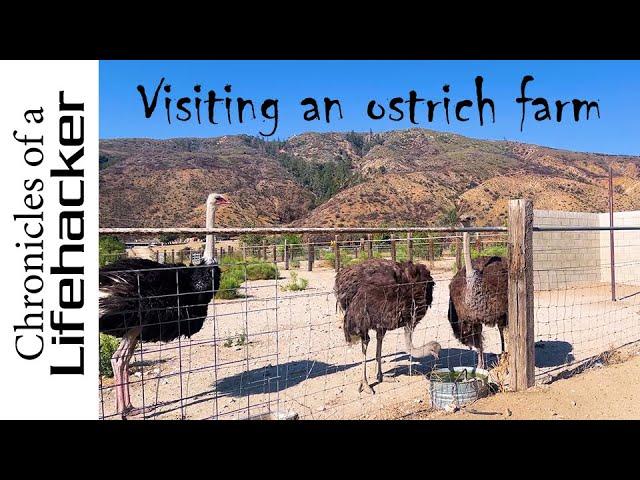 Visiting an ostrich farm in LA county California (4K video)