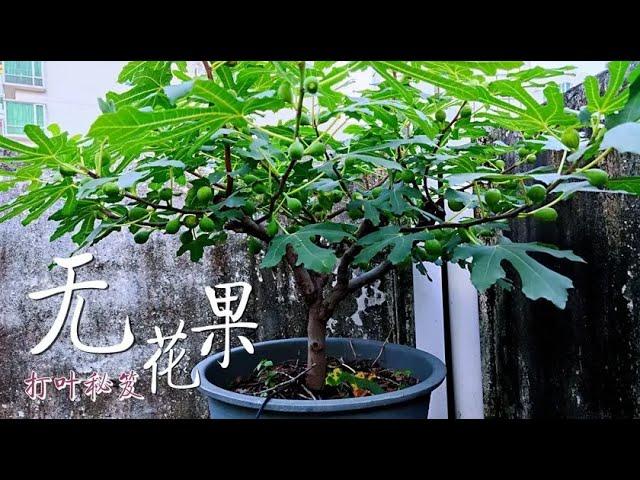 無花果“美顏”秘笈，只需一個“打葉”小動作，無花果個大、甜蜜