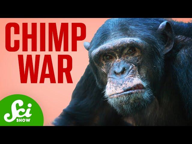 The Shocking Violence Of The Chimpanzee War