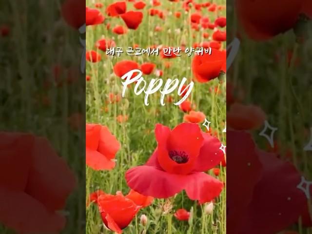 대구 근교에서 만나볼 수 있는 양귀비 (+청보리밭) #shorts #shortvideo #flowers #travel #blooming #blossom #poppy