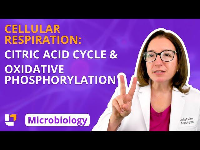 Cellular Respiration: Citric Acid Cycle & Oxidative Phosphorylation: Microbiology | @LevelUpRN