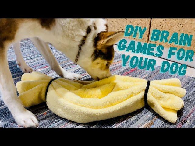 How to Design DIY Brain Games for Your Anxious or Bored Dog