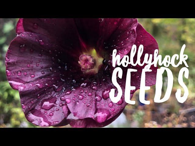 Saving Hollyhock Seeds on How to Grow a Garden with Scarlett