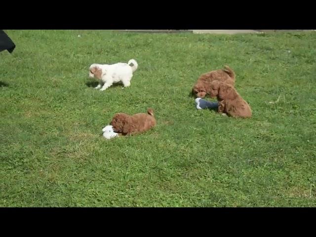 F1B Cavapoo Puppies For Sale