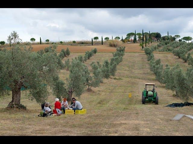 Olive harvest Poggio Piero Olive Harvest 2017