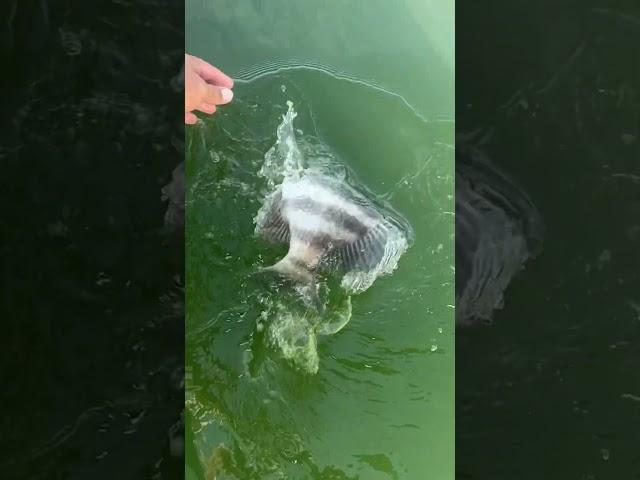 This fish soaked my camera in slow Motion  #sheepshead #sheepsheadfishing #catchandrelease #sevins