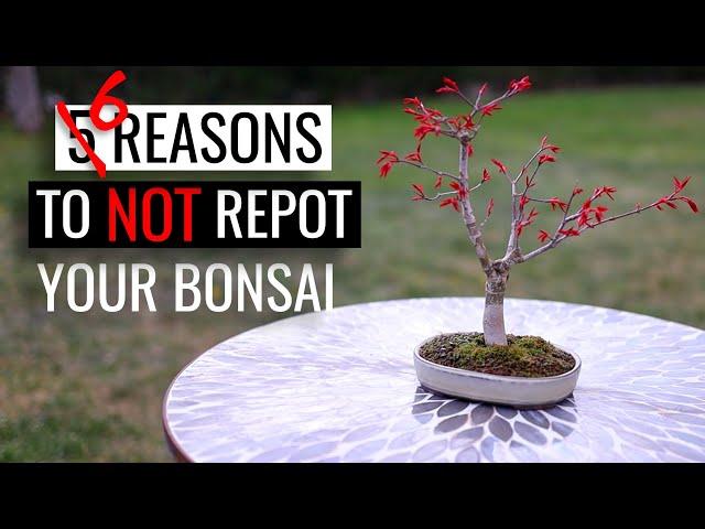 Bonsai care - how to repot a bonsai tree | Part 2: reasons to NOT repot