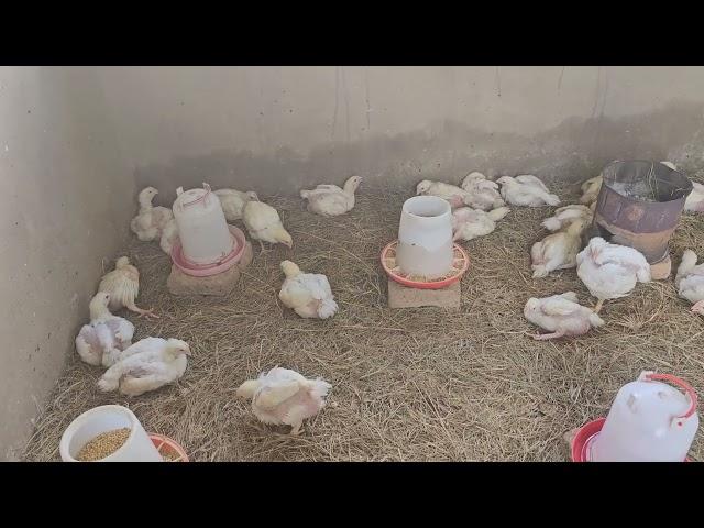 Farming Broiler Chickens Week Three Insights and Progress