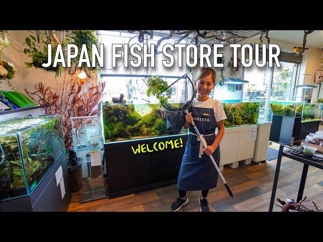 BEAUTIFUL JAPANESE FISH STORE Full Tour!! Aquarium Shop Floresta