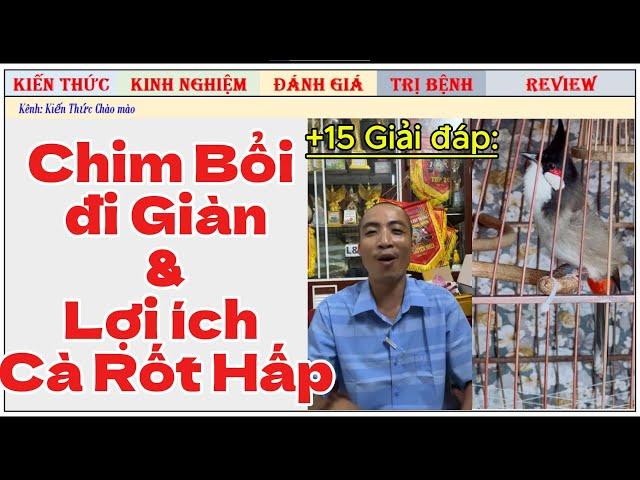 Giải đáp cách dợt Bổi trên giàn và cách chăm Hoa Quả Cào cào cho chim xong Lông