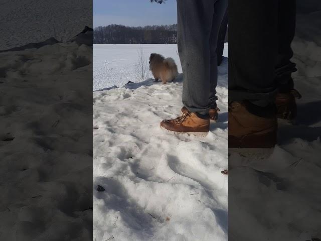 Неугомонный Шпиц съел весь снег