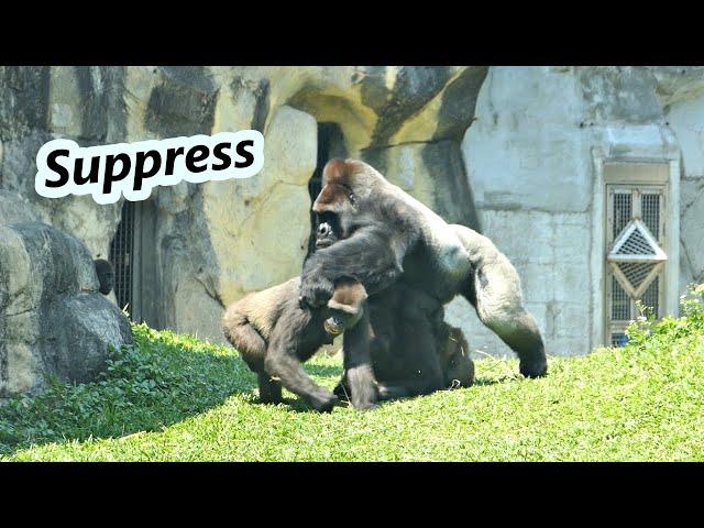 Gorilla D'jeeco family's sudden occurrence /大猩猩迪亞哥家族的突發吵架事件