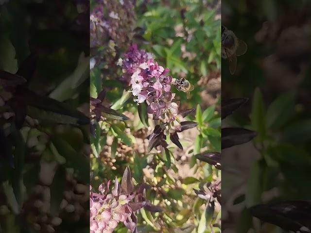 Lovely basil flower  honey 