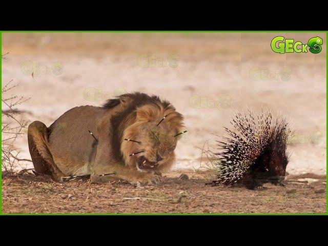 Dangerous! Painful Lion Was Stabbed By Hundreds Of Porcupine Spikes When Foolishly Hunted Porcupine