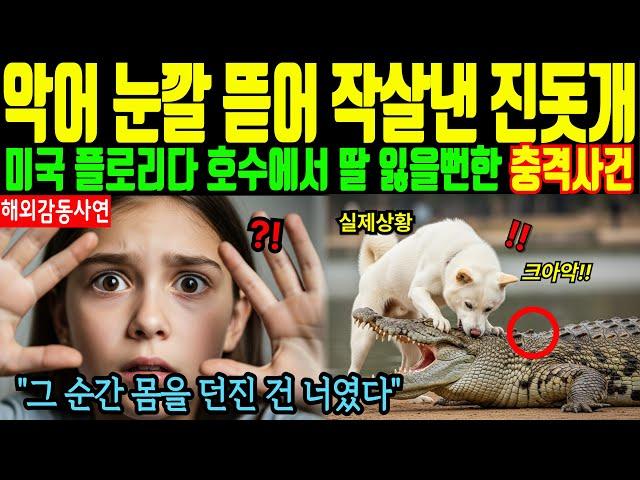 [해외감동사연] 악어 눈깔 뜯어 작살낸 진돗개 - 미국 플로리다 호수에서 딸 잃을뻔한 충격사건