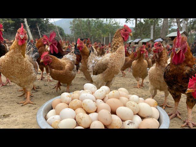 How to Raise Chickens for Business | Egg Harvesting and Care of Laying Hens