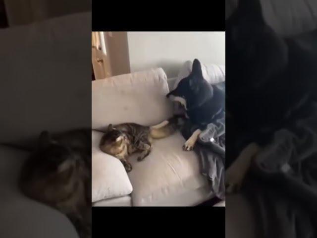 You see what your mutt did to me. Cats vs dogs