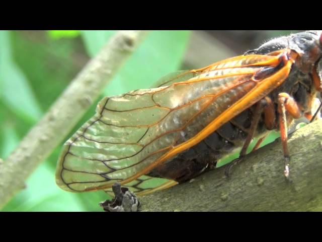 A Magicicada septendecim ovipositing (Brood II, New Jersey, 2013)