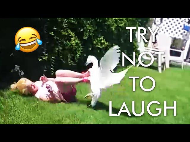 Try Not to Laugh Challenge!  Animal Fails of the Week