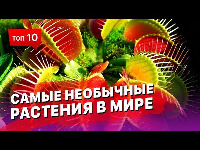 Самые необычные растения в Мире