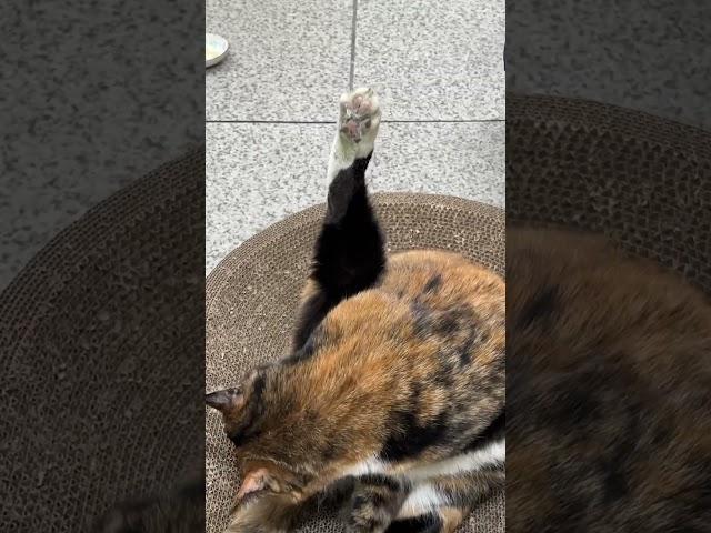 선생님 저요‍️ #카오스냥 #cat #tortiecats #사무실고양이