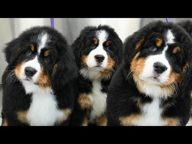 Tiny Balls Of Serotonin | Bernese Mountain Dog Puppies