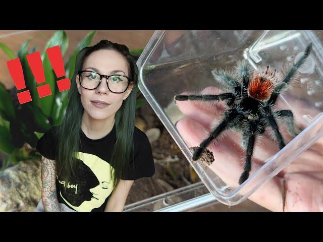 Tarantula ESCAPES! 7!? TIMES!!! - Rehousing FOUR Grammostola into Bioactive Adult Enclosures!