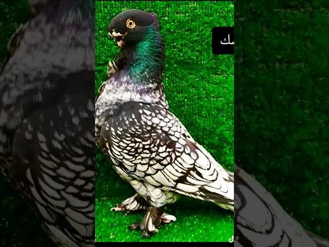 لو عجبك الفيديو حط ليك وإشتراك وكومنت #حمام