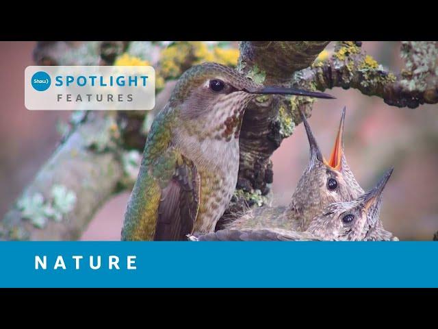 Spotlight Features: Nature