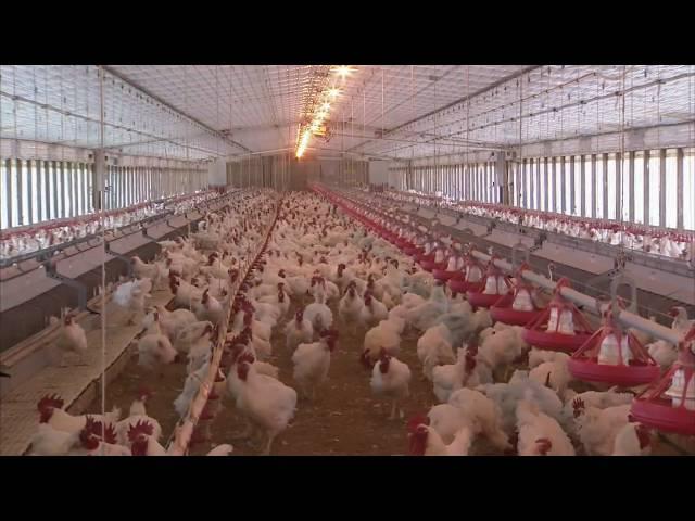 Poultry Farming Advancements - America's Heartland