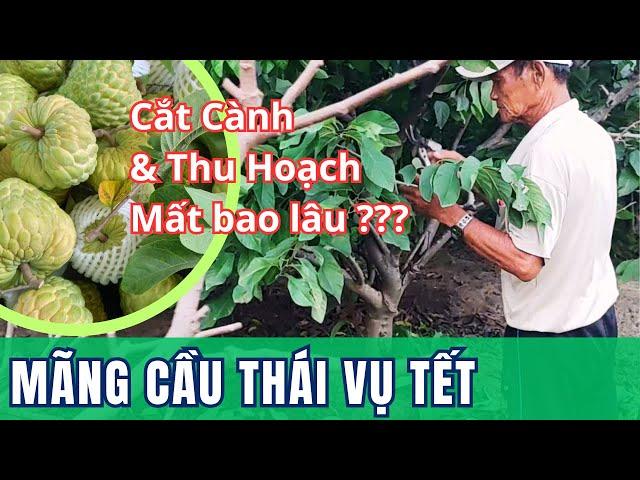 Cắt Cành Mãng Cầu Thái Lan Cho Vụ Tết Âm Lịch | Na Thái | Mãng Cầu Ngọc Thiên OCOP | Vườn Năm Thiên