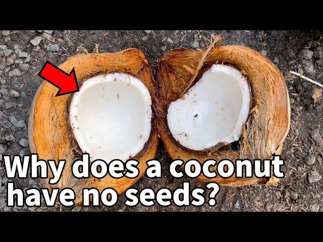 Everything You Didn’t Know About Coconuts | Coconut Disscetion