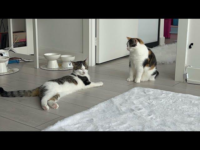 I’ve learned how to read my cats behaviour slowly but surely ️ #eliethehallwaycat
