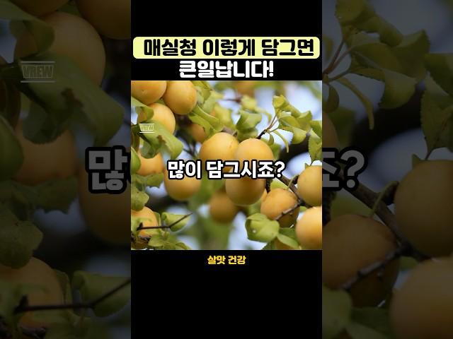 매실청 이렇게 담그면 큰일납니다 #영양식#건강식단 #건강관리