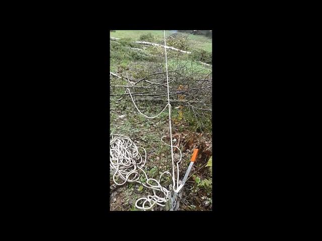 Felling a tall tree leaning the wrong way using a Maasdam rope puller "Rope come along"